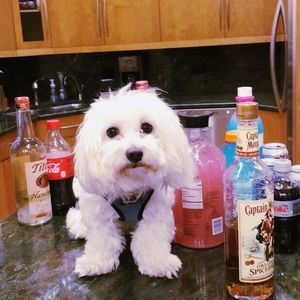 Meet your Posher, Ken